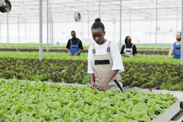 Quelle est la méthode la plus simple pour installer un récupérateur d'eau de pluie ?
