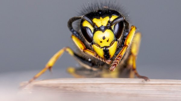 Pourquoi craindre le frelon européen ?